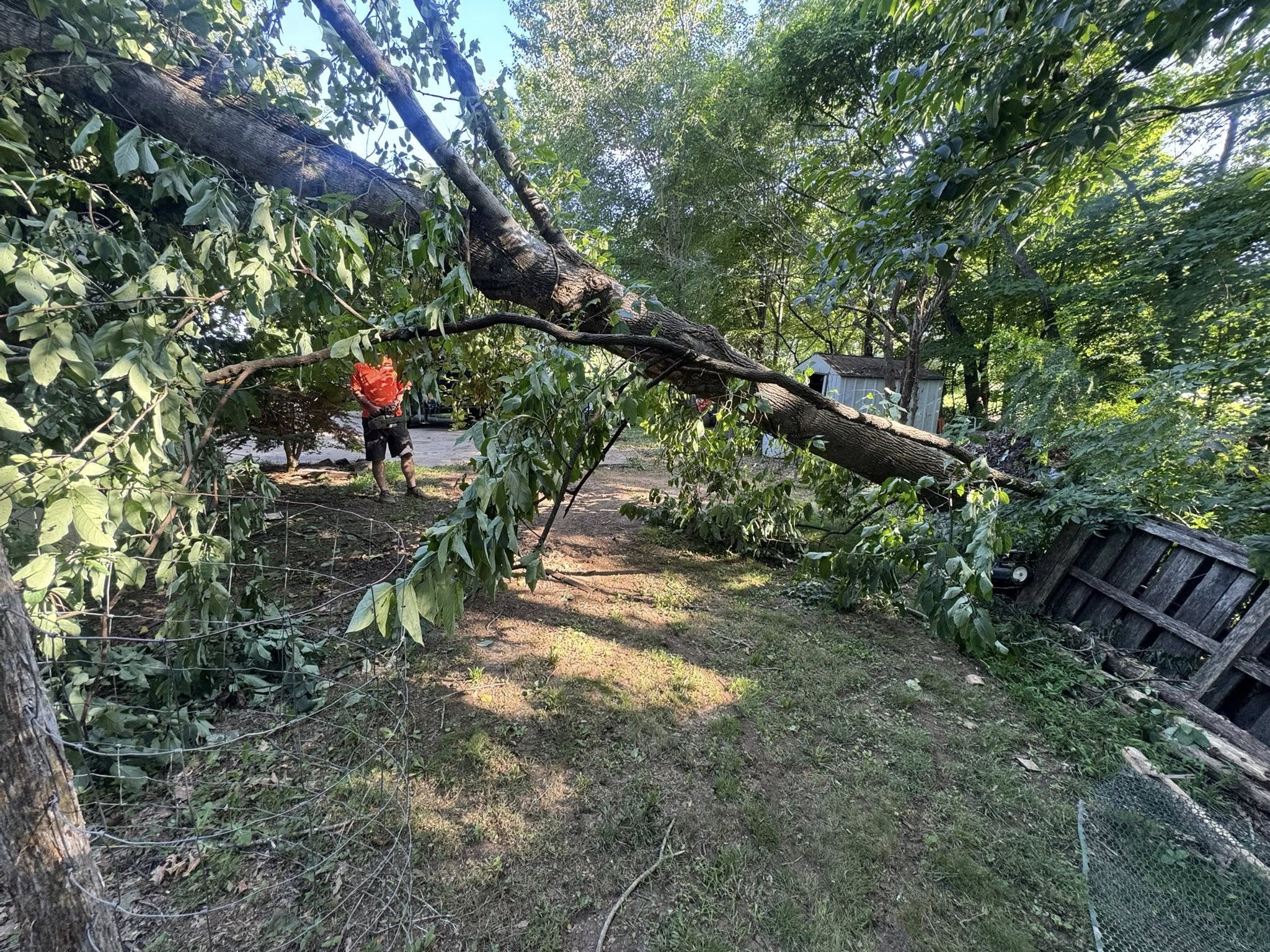 Tree Removal Process